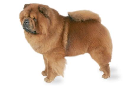 Chow Chow Dog Breed Information Pictures Characteristics Facts