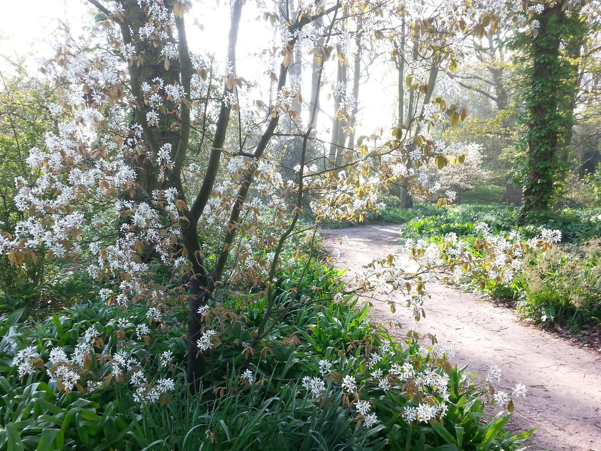 Amelanchier Lamarckii Or Snowy Mespilus Great Tree For A Small Amelanchier Lamarckii Or Snowy Mespilus Great Tree For A Small