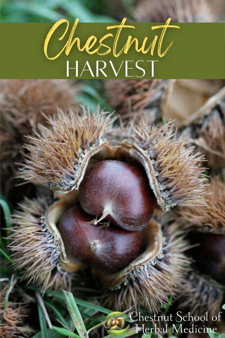 Sweet Chestnut Tree, Chestnut Trees, Perennial Vegetables, Planting Vegetables, Food Medicine, Herbal Medicine, Food Garden, Fruit Garden, Chinese Chestnut