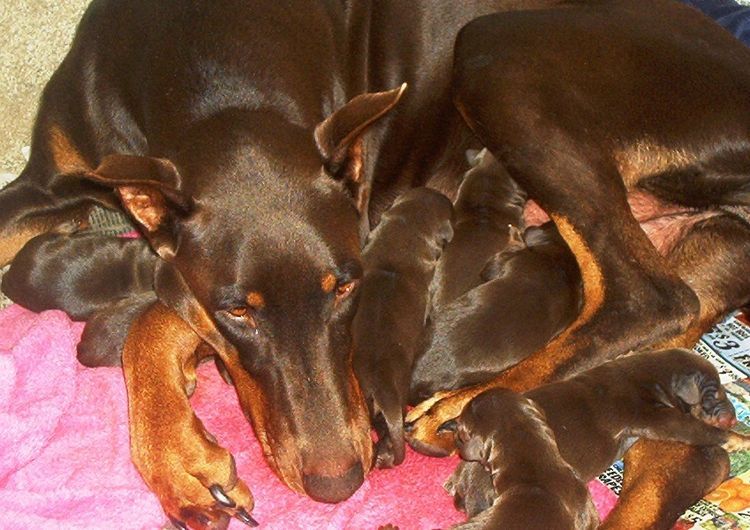 Newborn Doberman Puppies Doberman Doberman Puppy