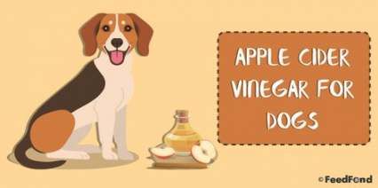 dogs breeds mixed chart 38 ideas apple cider vinegar golden retriever puppy diet chart india