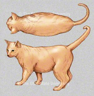 is your cat over under or normal weight cat health articles cat meaning chart