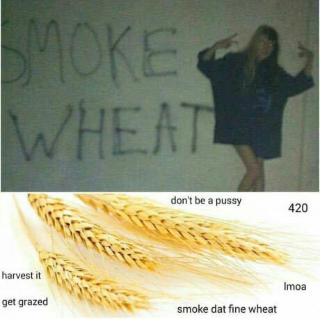 Smoke Wheat Every Day Funny Memes New Memes Funny Pictures