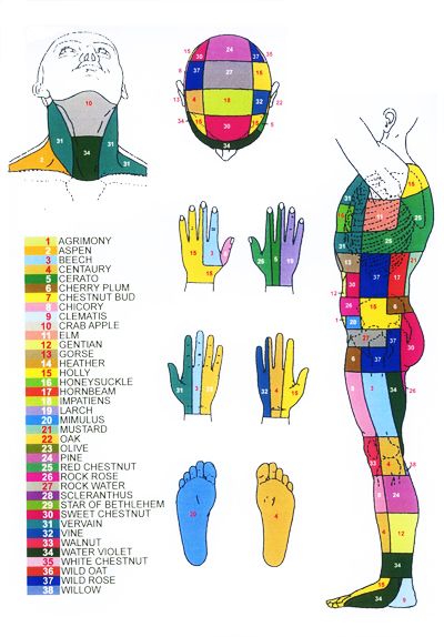 I use this modality of healing in my practice - www.sacredbalancewellness.com . I am always amazed at how well it works. Flower Essences Remedies, Bach Flower Remedies, Flower Remedy, Holistic Medicine, Natural Medicine, Herbal Medicine, Alternative Health, Alternative Medicine, Bach Remedy