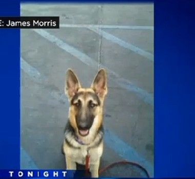 According To Sunday S Cbs Sacramento News A German Shepherd Puppy