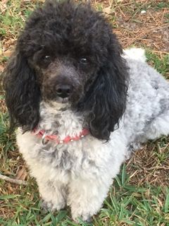 toy poodle poodles parti puppies tiny