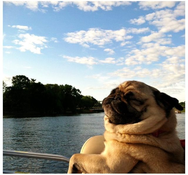 Pin On Animal Hilarity