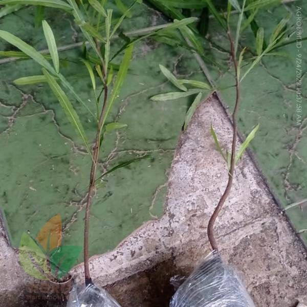 Salah satu tanaman peneduh yang banyak ditanam dan memiliki fungsi juga sebagai hiasan adalah Tanaman Kiara Payung. Tanaman ini memiliki daun yang kecil atau mirip paku-pakuan. Seperti yang sedang kami kirimkan berikut ini. Bogor, Insects, Hiasan, Plants, Animals, Animales, Animaux, Animal, Plant