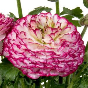 Ranunculus Seeds can be easy to grow from seed if done right. The Ranunculus Sprinkles series makes a great variety of potted plants for resell of many Ranunculus great in quart and gallon pots. These are a plant that has a compact habit they are early to bloom. These will get 6" to 10" tall and spread about 8" to 10" make a very compact plant. Blooms are about 3" to 4" across these at end of season can produce corms. The pelleted seeds a much easier to see and make it easier to plant. THESE ARE Cut Flowers, Pink Flowers, Trailing Petunias, Persian Buttercup, Garden Beds, Lawn Garden, Caladium, Growing Seeds, Spring Sign