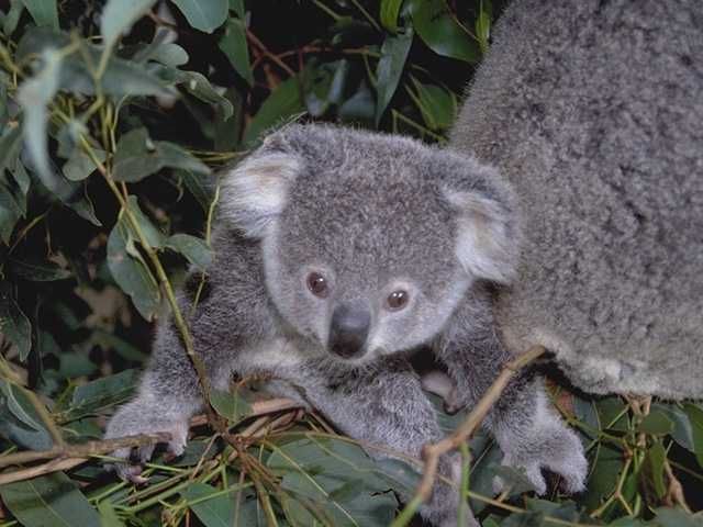 Pictures of baby koalas ideas