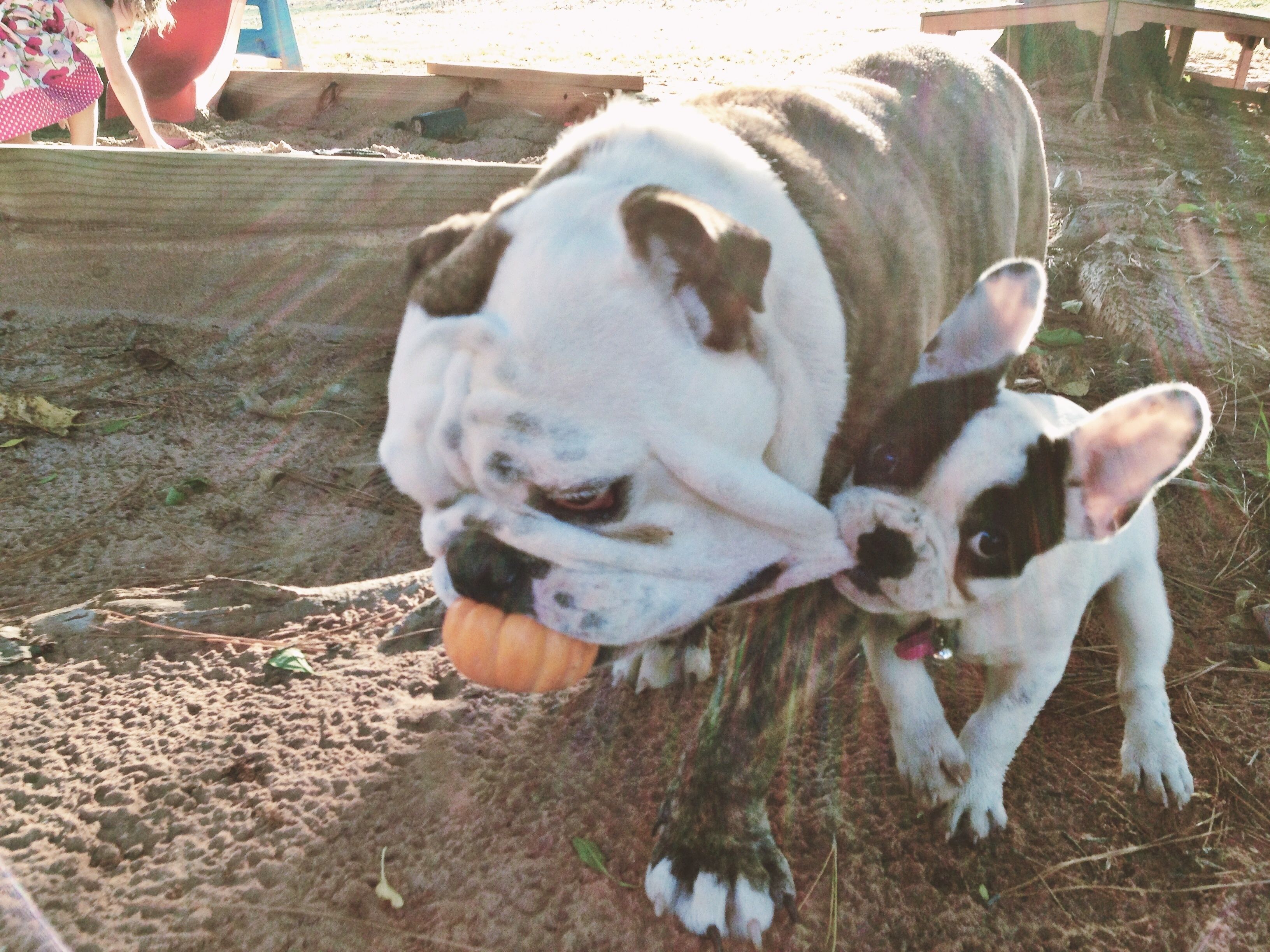 Old English Bulldog And French Bulldog Cuddly Animals
