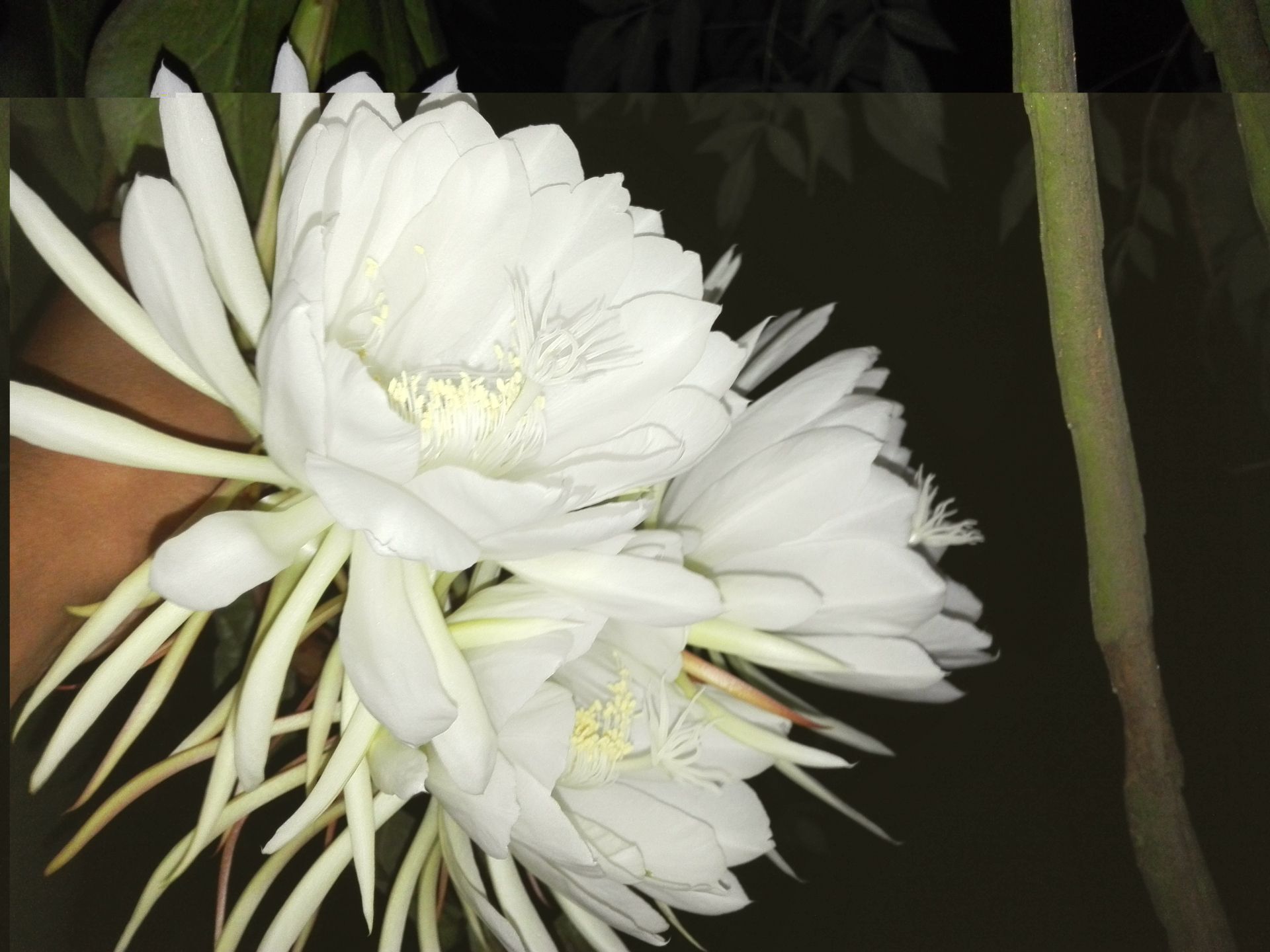 Kadupul Flower is a rare plant, and it cannot be picked without causing