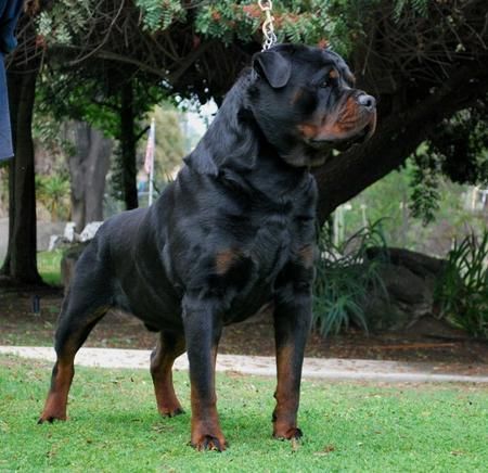 Our Breeding Programs Offers Rottweiler Puppies For Sale From Some