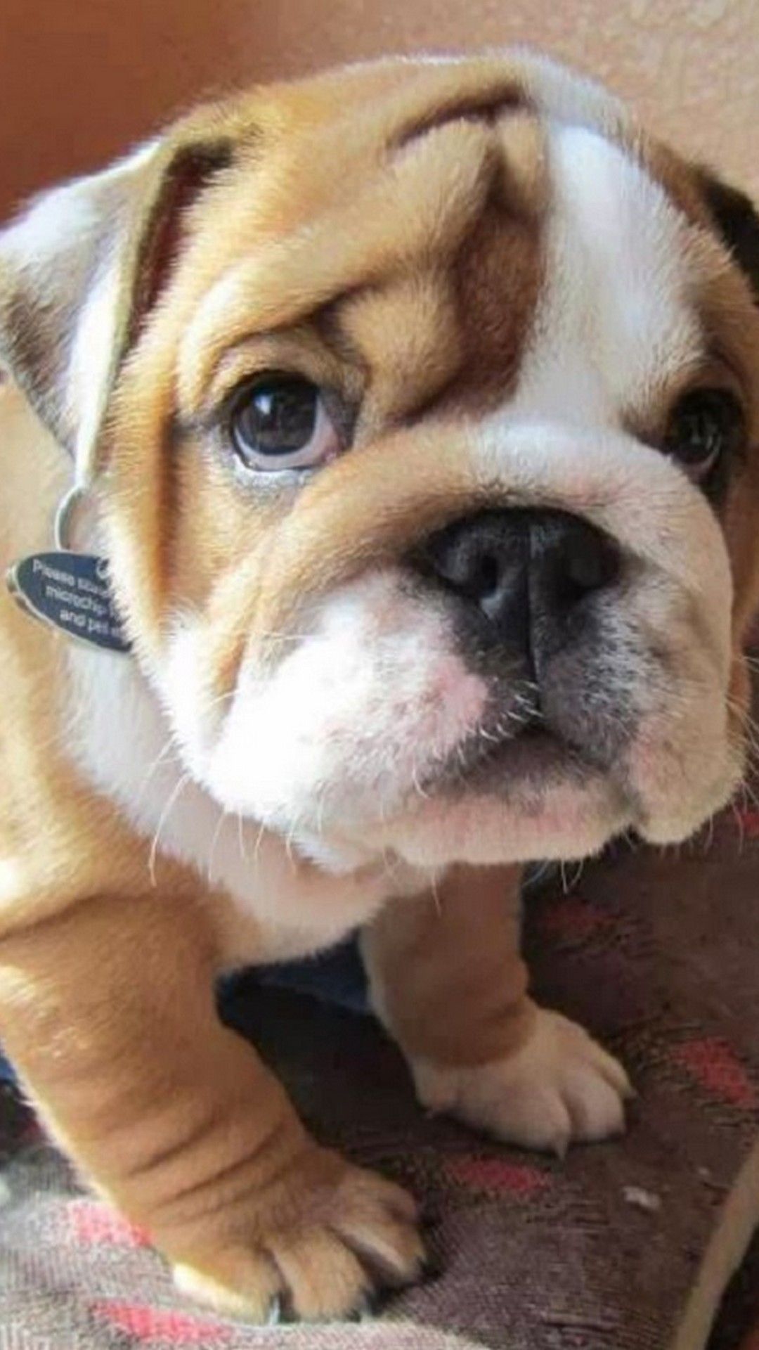 Wallpaper Iphone Puppy Best Iphone Wallpaper Friendly Dog