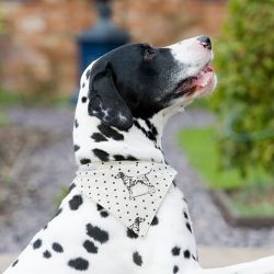Emily Bond Dalmatian Linen Www Muttsandhounds Co Uk Dog Toys Emily Bond Dalmatian Linen Www