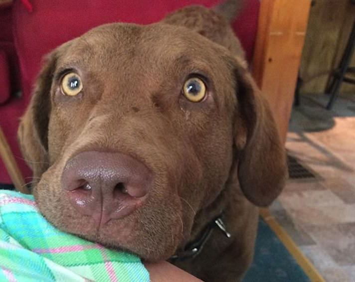 Eyeschessie Jpg 712 566 Pixels Chesapeake Bay Retriever