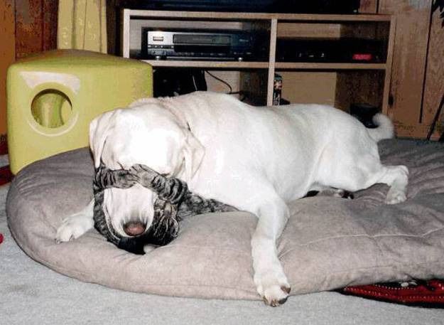Every cat should have a dog Funny Cat Pictures, Cat Pics, Dog Pictures, Animal Pictures, Cute Pictures, Weird Images, Funny Cats And Dogs, Cute Cats, Funny Animals