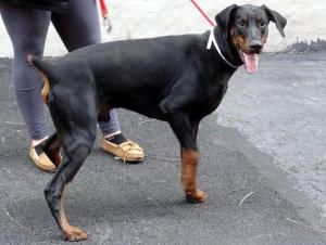 Pancho Is An Adoptable Doberman Pinscher Dog In New York Ny