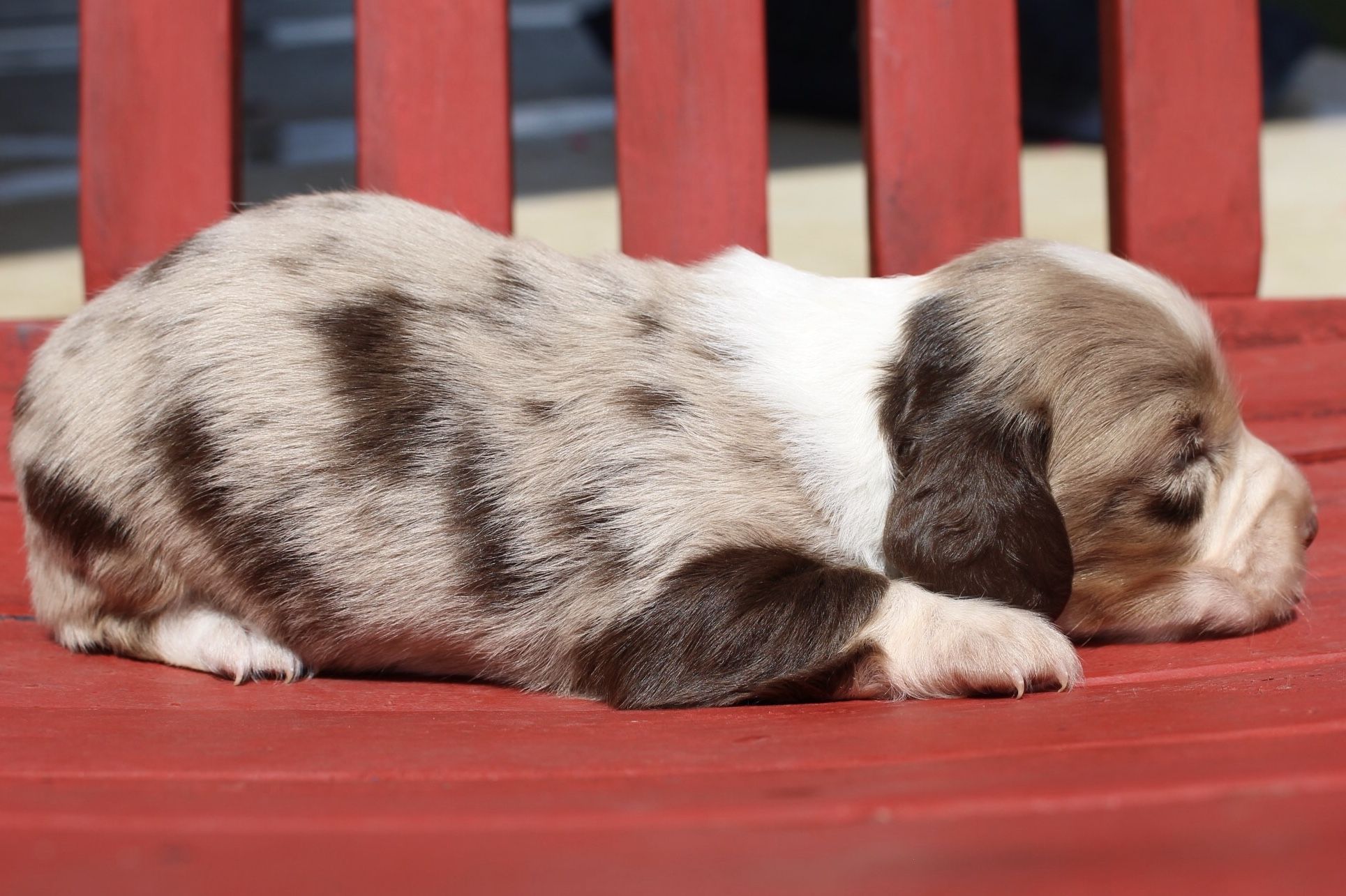 Muddy River Dachshunds Chocolate Dapple Piebald Longhair Puppy