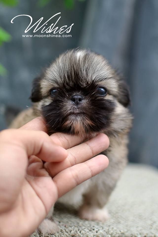Cute Shih Tzu Puppy Shih Tzu Puppy