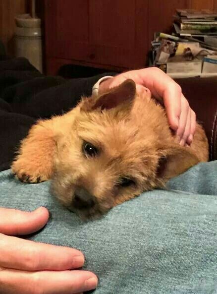 Such Cute Puppies Norwich Terrier Norwich Terrier Norfolk