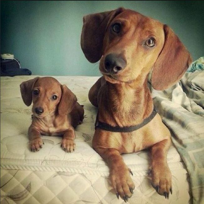 Pin By Vladlena M On Puppies Cute Dogs Dog Love Dachshund Love