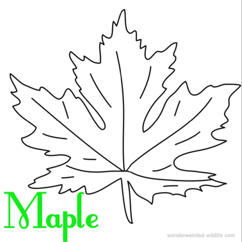 Leaf Coloring Page Book Our Pages Of Leaves A Z From Maple To Tree Sheetsleaf Outlines Black And White