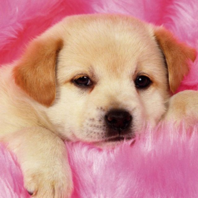 Pin by Bridget Lander on Animals Dog wallpaper, Dogs