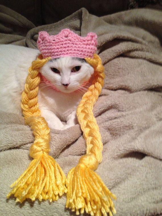 Top 11 Des Chats Qui Portent A Merveille Le Chapeau En Crochet Animaux En Costumes Chapeau En Crochet Tenue Chat