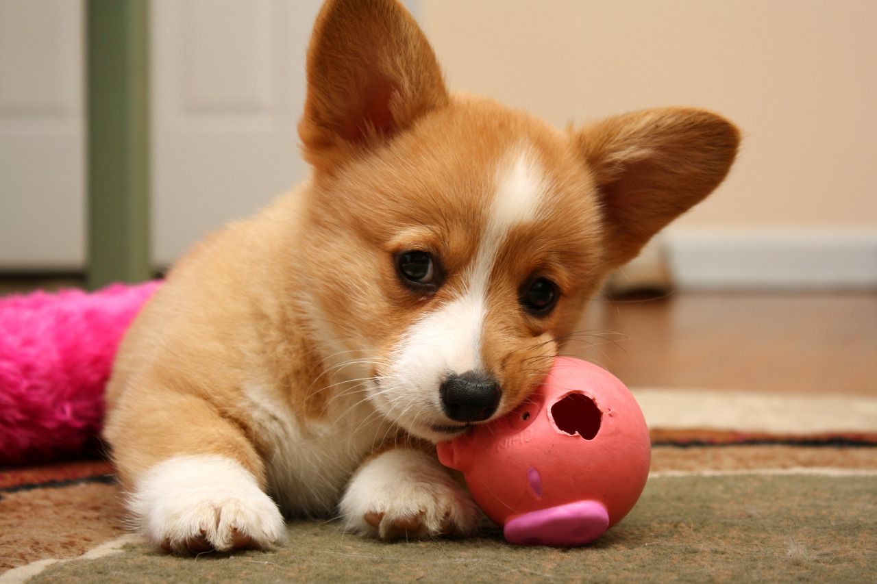 He Loves This Chewed Up Old Piggy Ball Eevee S Evolution