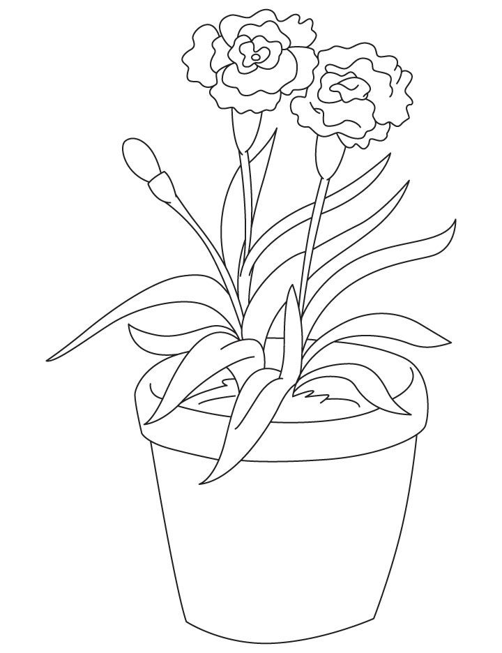 light red carnation coloring page things to color pinterest