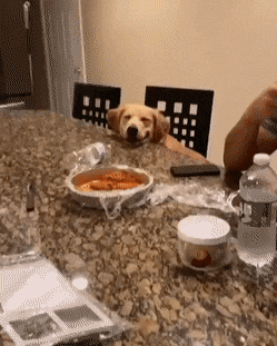Just give the good boi some wings,dog GIFs Just give the good boi some wings,dog GIFs