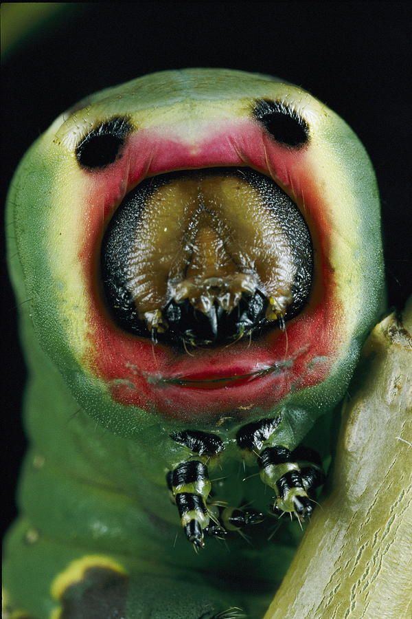 Pin On Undersea Critters Insects