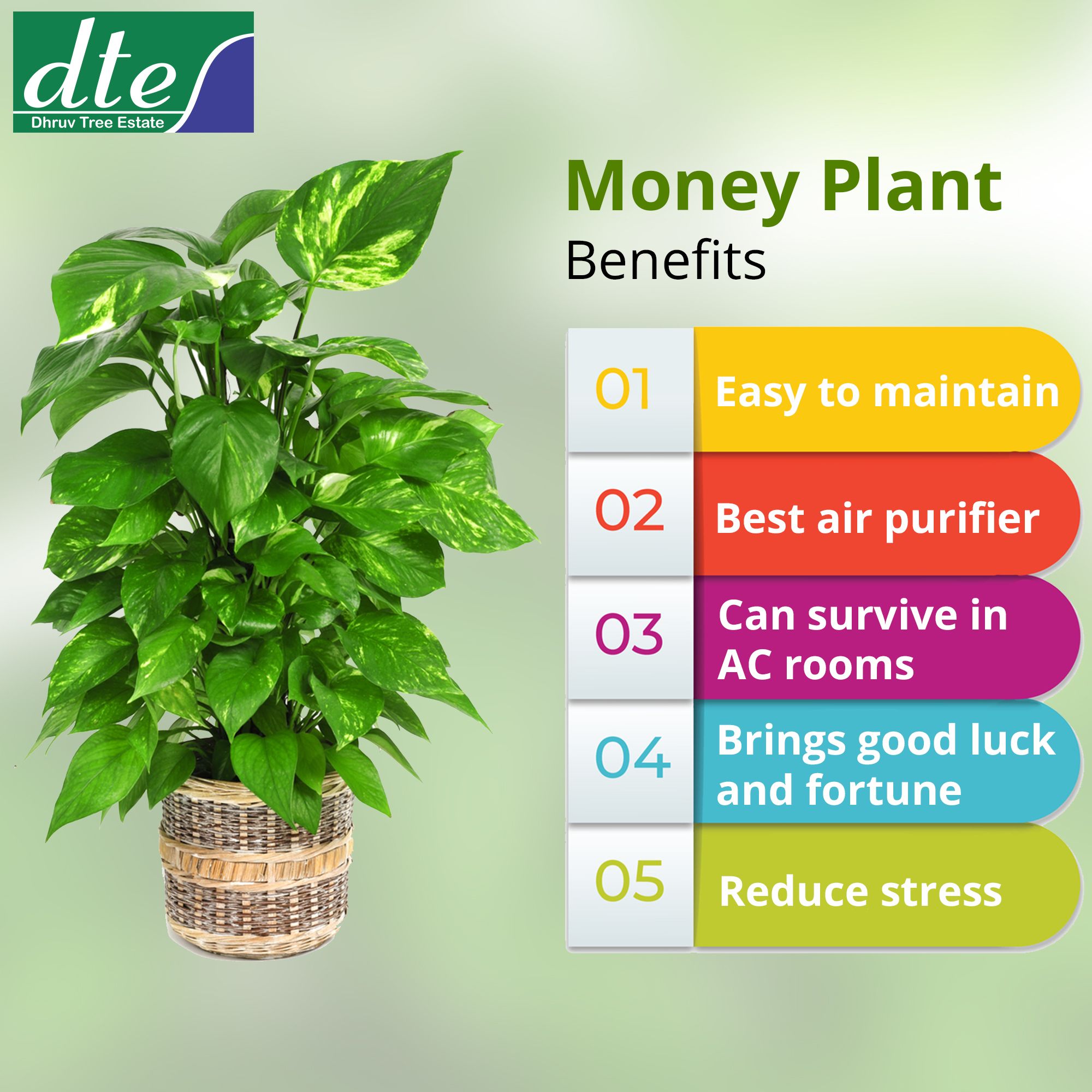 Money Plant money-plant