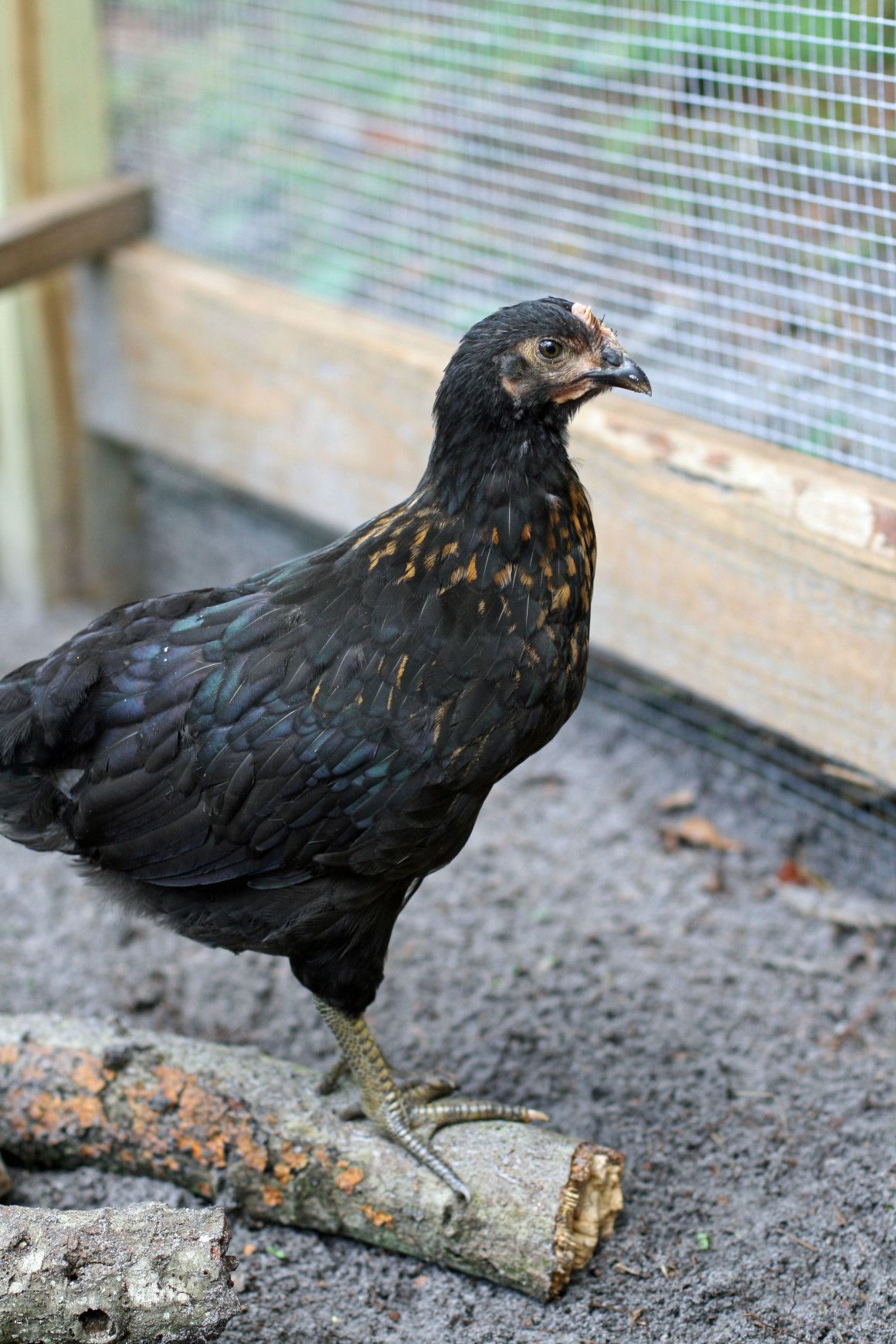 How to Make Chicken Poop Into Fertilizer for Your Garden -