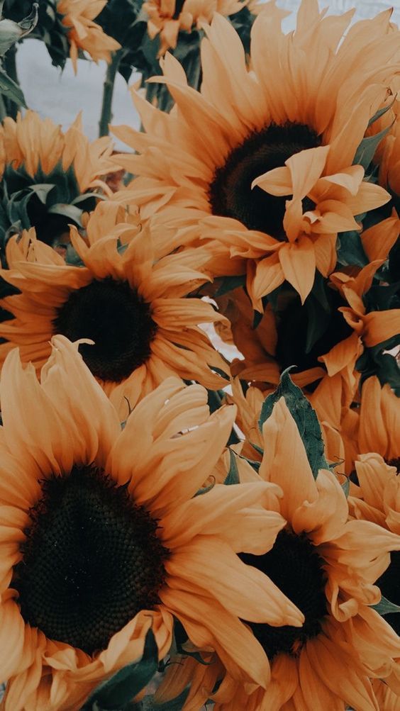 30+ Free Hufflepuff Wallpaper Options For Your Pho 30+ Free Hufflepuff Wallpaper Options For Your Pho