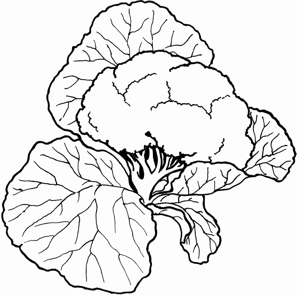 Vegetables Cauliflower Coloring Pages Coloring Pages Of Vegetables In 2020 Vegetable Coloring Pages Coloring Pages For Kids Garden Coloring Pages