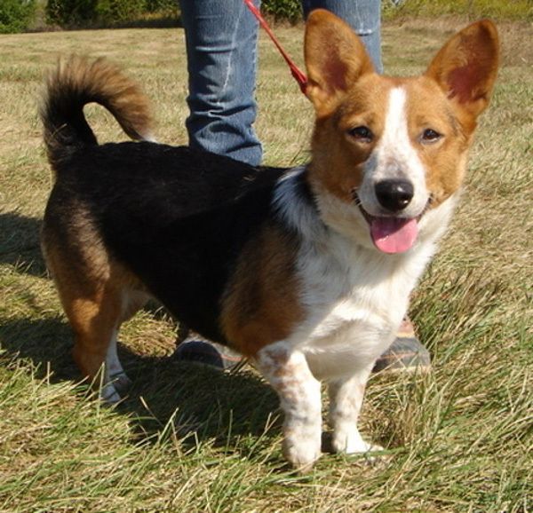 Corgie Beagle Borgi Beagie Corgi Cross Breeds Corgi Beagle