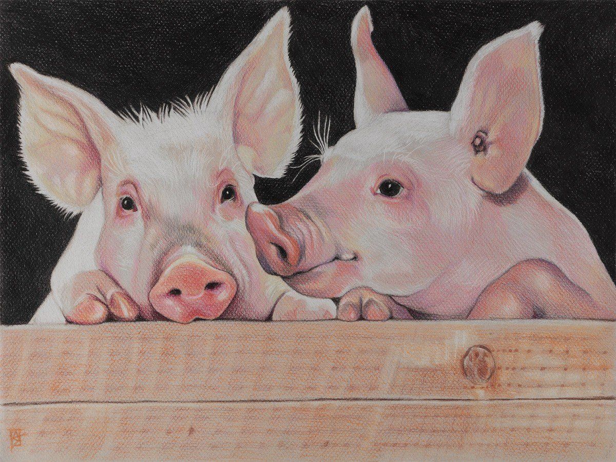 Colored Pencil Illustration of two pigs (my second favorite animal after dogs) Colored pencil Colored Pencil Illustration of two pigs (my second favorite animal after dogs) Colored pencil