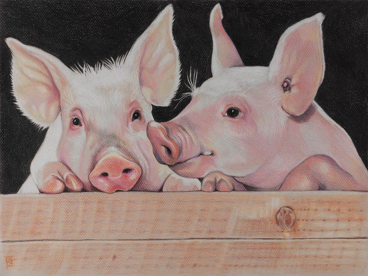 Colored Pencil Illustration of two pigs (my second favorite animal after dogs) | Colored pencil ...