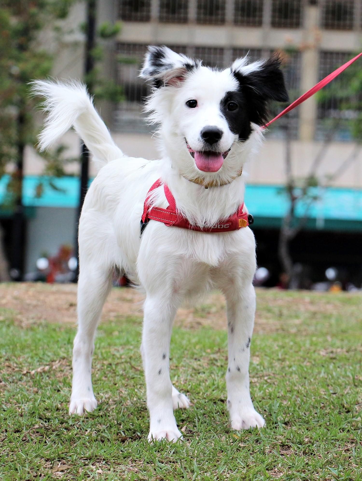 Adopt Pongo On Collie Mix Animals Adoption