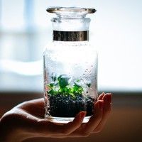 水やリ お手入れ不要 ガラス瓶に閉じ込められた小さな植物 Bottle キナリノ 植物 水草 苔テラリウム 水やリ お手入れ不要 ガラス瓶に閉じ込められた小さな植物 Bottle キナリノ 植物 水草 苔テラリウム