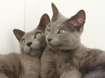 Not Actual Cat Porn Oasis Porn Not Actual Cat Porn Oasis Porn