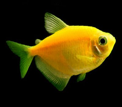 premium sunburst orange glofish