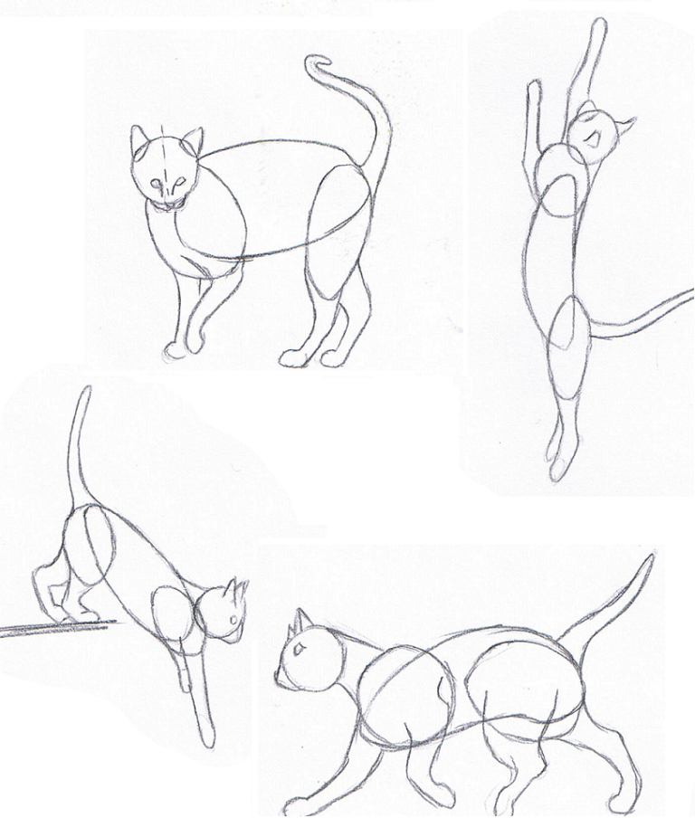 Best 12 How To Draw A Realistic Cat Draw Real Cat Step By Step Best 12 How To Draw A Realistic Cat Draw Real Cat Step By Step