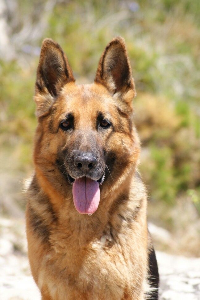 pin by alex flores on mis mascotas working dogs breeds pin by alex flores on mis mascotas working dogs breeds