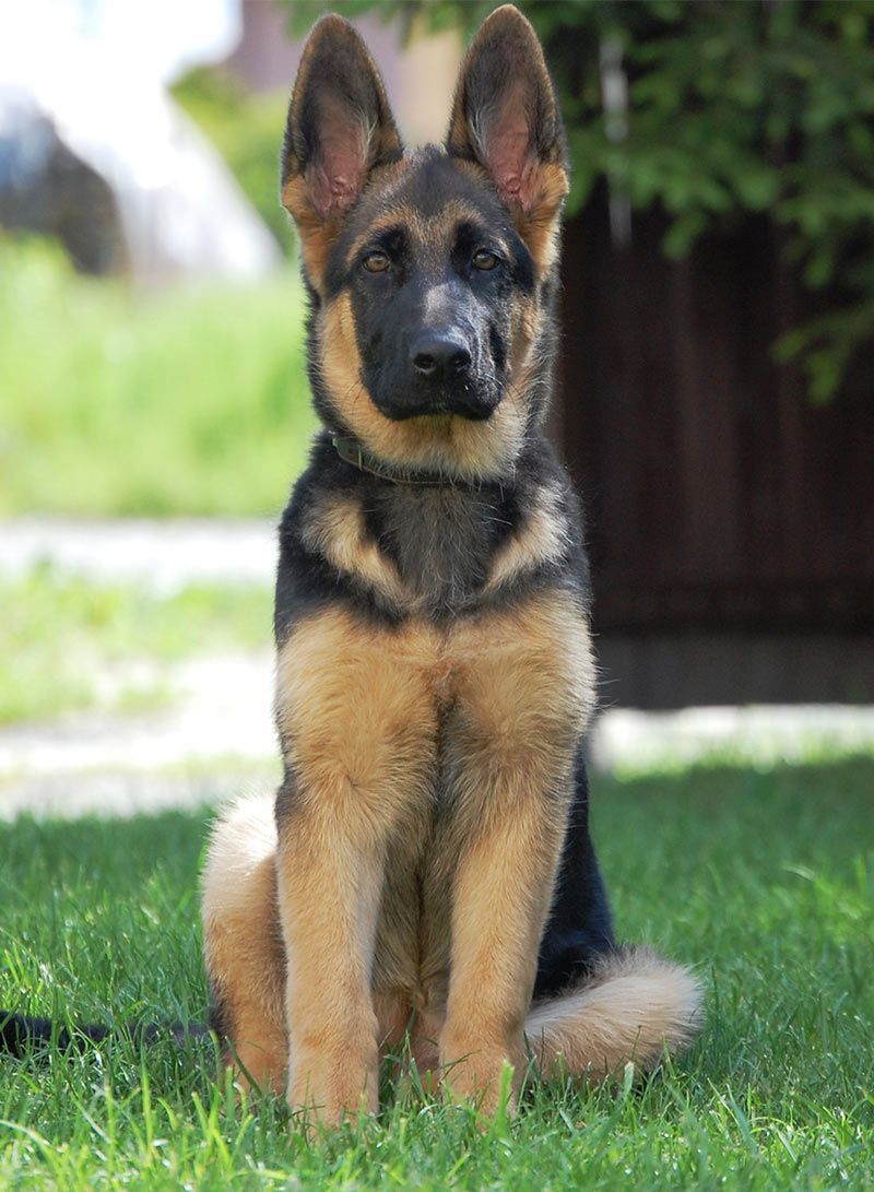 German Shepherd Strong And Loyal German Shepherd Names