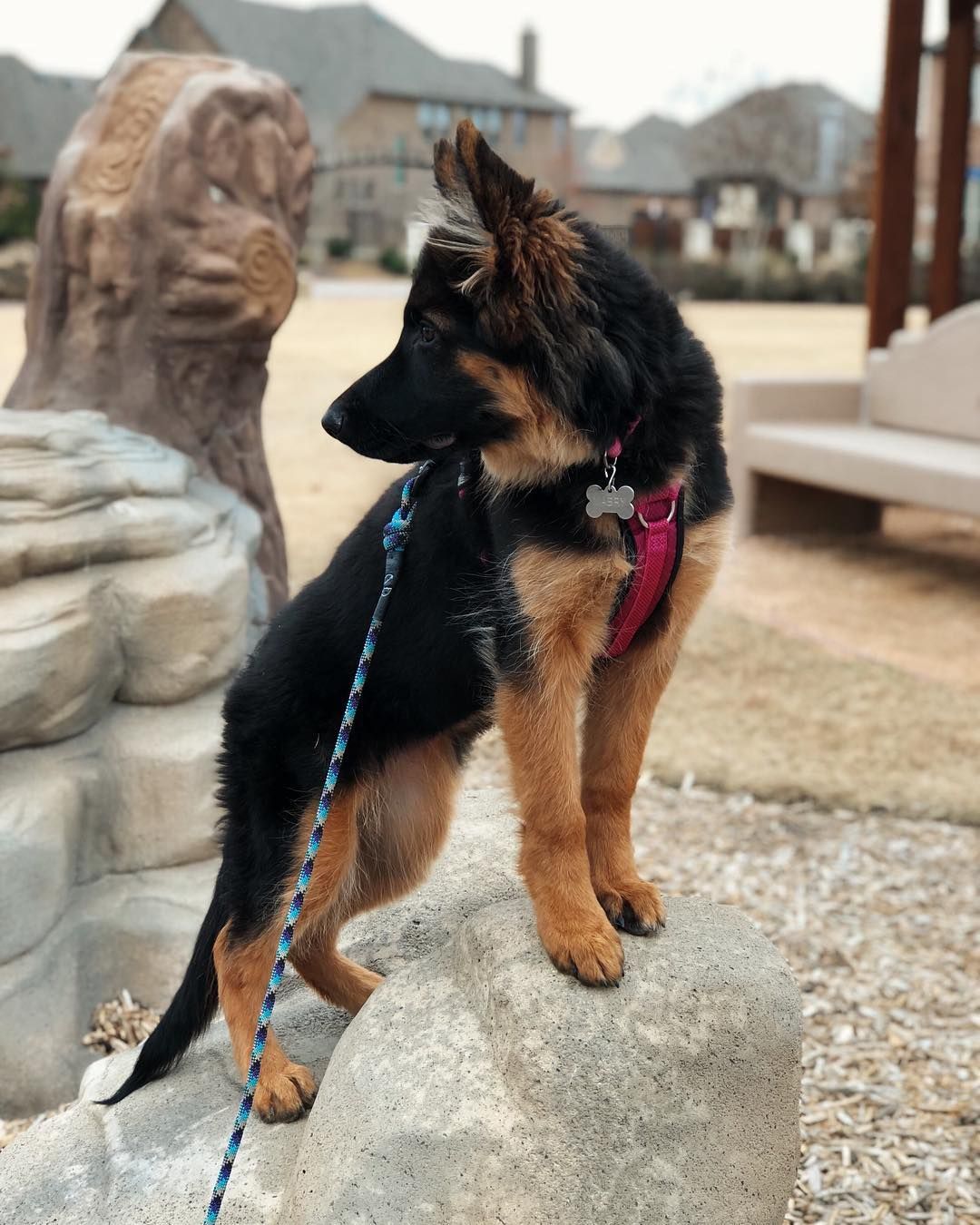 Gsd Puppy Mabry German Shepherd Puppies German Shepherd Dogs