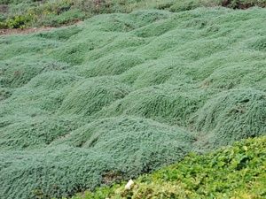 wooly thyme ground cover buy wooly thyme ground cover buy