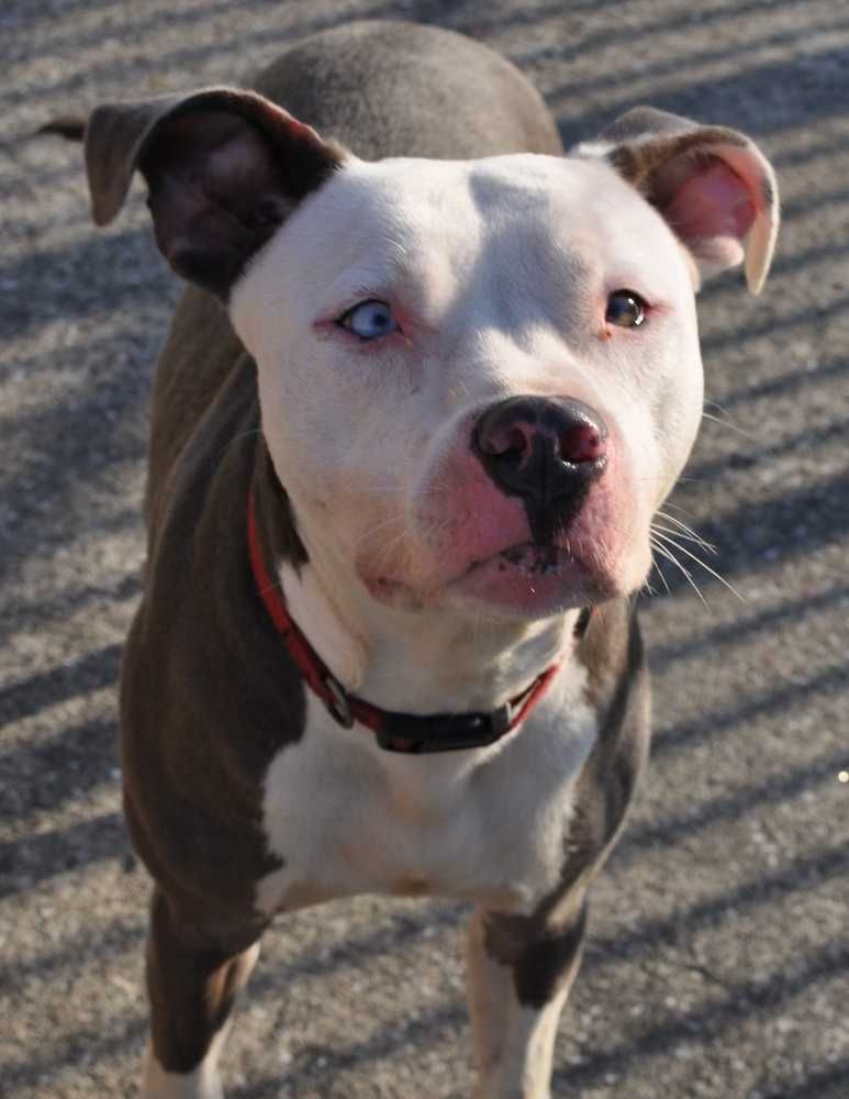 Ghost Is An Adoptable Dog Boxer American Staffordshire Terrier